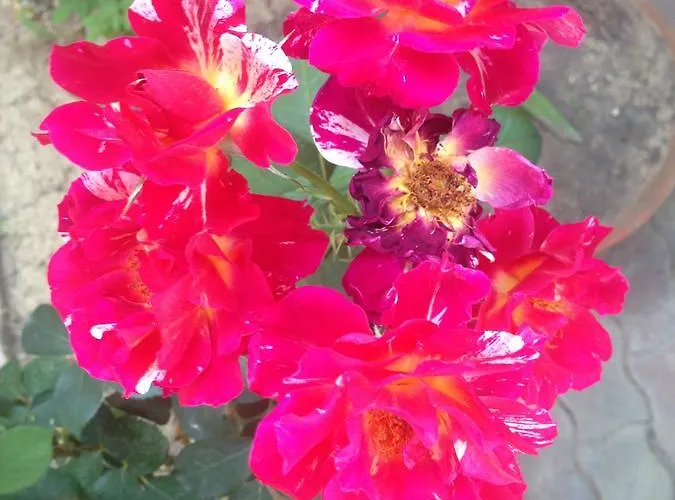 Walhalla 3* Alba Adriatica