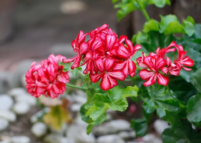 Aparthotel Walhalla Alba Adriatica